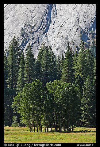 Aspen cluster and Glacier Point Apron, summer. Yosemite National Park, California, USA.