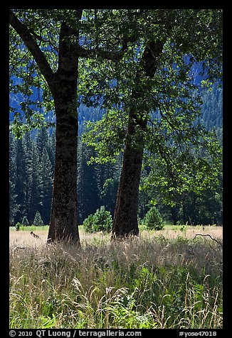 Black Oaks, El Capitan Meadow, summer. Yosemite National Park, California, USA.