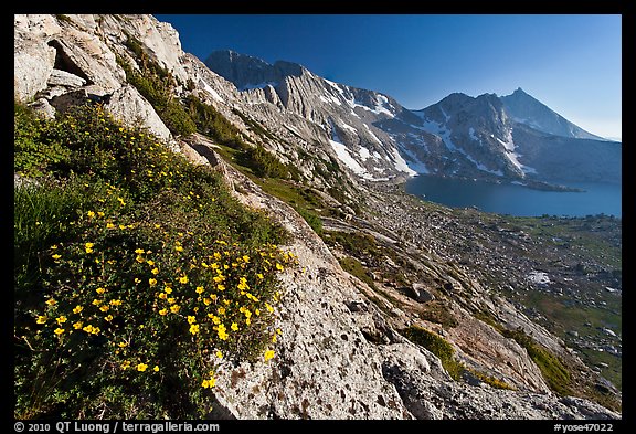 Wildflowers on slope, Upper McCabe Lake and Sheep Peak. Yosemite National Park, California, USA.