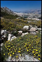 Wildflowers at McCabe Pass. Yosemite National Park, California, USA. (color)