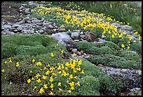 Alpine flowers and stream. Yosemite National Park, California, USA.
