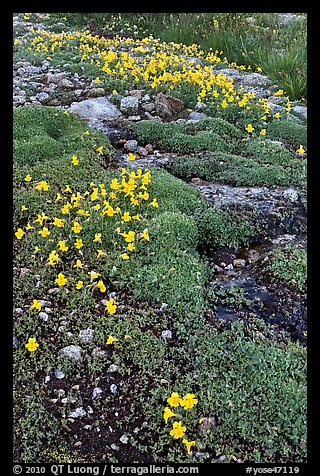 Yellow alpine flowers and stream. Yosemite National Park, California, USA.