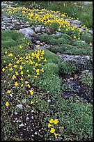 Yellow alpine flowers and stream. Yosemite National Park, California, USA. (color)