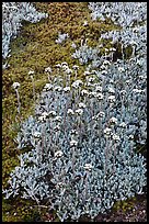 Close-up of alpine plants. Yosemite National Park, California, USA. (color)