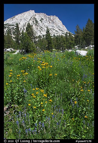 Flowers, forest, and peak. Yosemite National Park, California, USA.