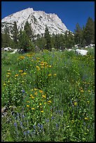 Flowers, forest, and peak. Yosemite National Park, California, USA. (color)