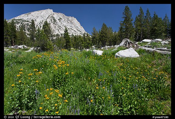 Flowers, pine trees, and mountain. Yosemite National Park (color)