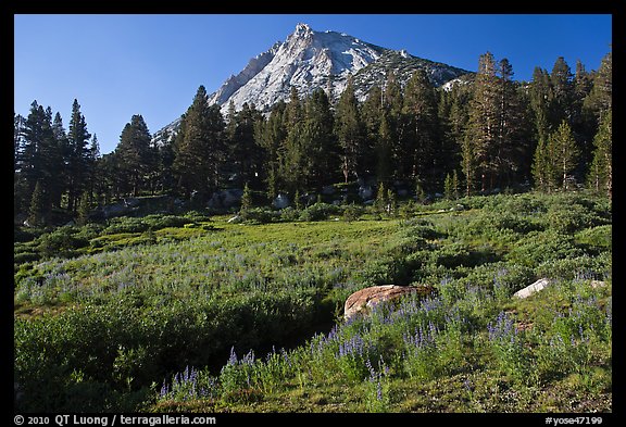 Sub-alpine scenery with flowers, stream, forest, and peak. Yosemite National Park, California, USA.