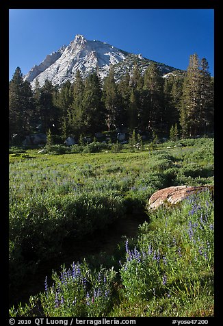 Sub-alpine landscape with stream, flowers, trees and mountain. Yosemite National Park, California, USA.