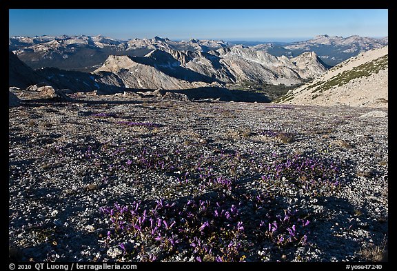 Alpine flowers and view over distant peaks, Mount Conness. Yosemite National Park, California, USA.