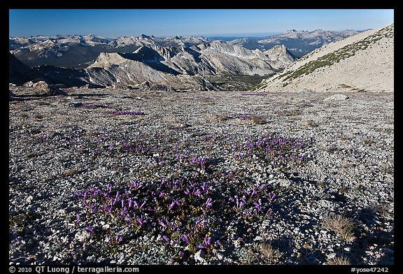 Alpine flowers and view over distant montains, Mount Conness. Yosemite National Park (color)