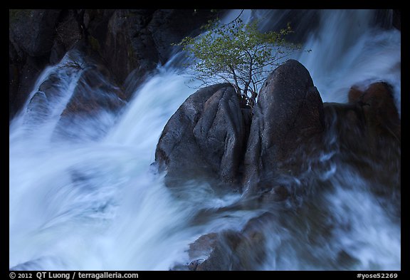 Tree on boulders surrounded by tumultuous waters, Cascade Creek. Yosemite National Park (color)