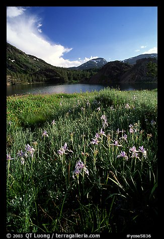 Wildflowers near Ellery Lake. Yosemite National Park (color)