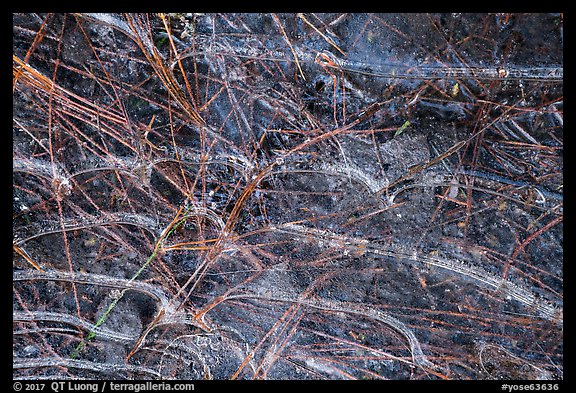 Close-up of ice and pine needles. Yosemite National Park (color)