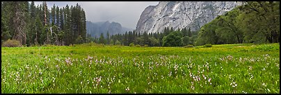 Cook Meadow, spring storm, looking towards Catheral Rocks. Yosemite National Park, California, USA. (color)
