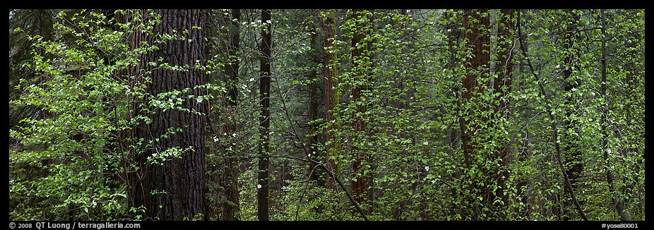 Forest with dogwood and flowers. Yosemite National Park, California, USA.
