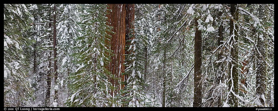 Tuolumne Grove in winter, mixed forest with snow. Yosemite National Park, California, USA.