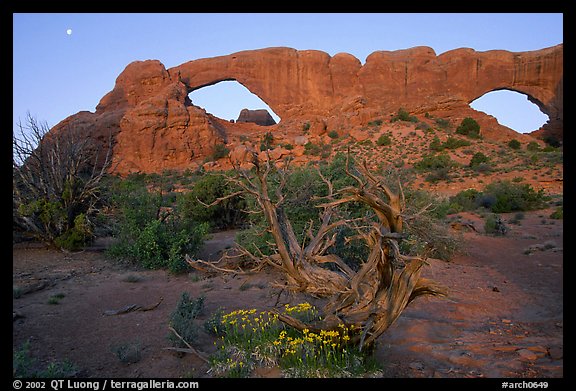 Wildflowers, South window and North window, sunrise. Arches National Park, Utah, USA.