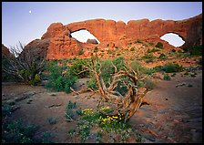 Wildflowers, dwarf tree, and Windows at sunrise. Arches National Park, Utah, USA.