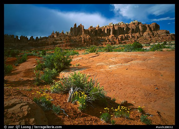 Wildflowers and rock pillars, Klondike Bluffs. Arches National Park (color)