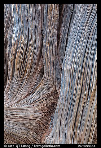 Detail of juniper bark. Arches National Park (color)