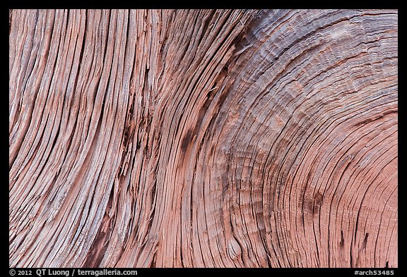 Close-up of juniper bark. Arches National Park (color)
