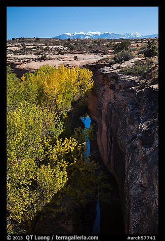 Cottonwood trees, Courthouse Wash creek and cliffs, La Sal mountains. Arches National Park (color)