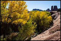 Cottonwoods in fall, Courthouse Wash and Towers. Arches National Park, Utah, USA.