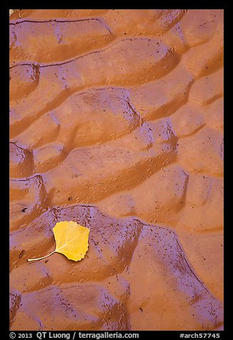 Fallen leaf and mud ripples, Courthouse Wash. Arches National Park, Utah, USA.