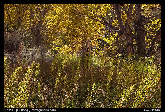Riparian environment in autumn, Courthouse Wash. Arches National Park, Utah, USA.