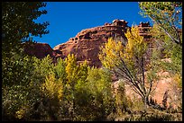 Cottonwood trees in autumn framing cliffs, Courthouse Wash. Arches National Park, Utah, USA.
