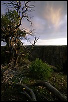 Gnarled trees at sunset, North rim. Black Canyon of the Gunnison National Park, Colorado, USA. (color)