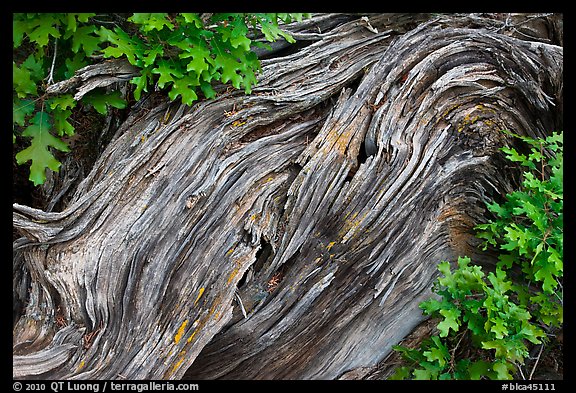 Gnarled root detail. Black Canyon of the Gunnison National Park, Colorado, USA.