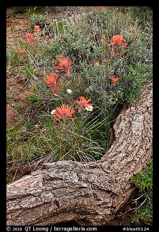 Fallen log and indian paintbrush. Black Canyon of the Gunnison National Park, Colorado, USA.