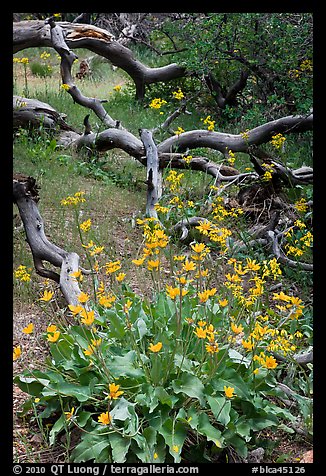 Flowers and fallen branches, High Point. Black Canyon of the Gunnison National Park, Colorado, USA.