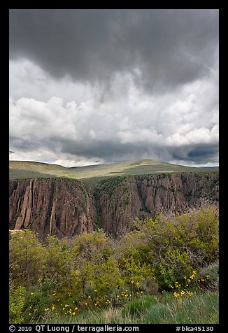 Flowers, canyon, and menacing clouds, Gunnison Point. Black Canyon of the Gunnison National Park, Colorado, USA.