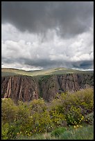 Flowers, canyon, and menacing clouds, Gunnison Point. Black Canyon of the Gunnison National Park, Colorado, USA.