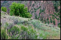 Grasses and canyon walls, East Portal. Black Canyon of the Gunnison National Park, Colorado, USA.