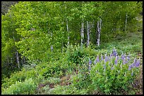Lupine and aspen trees. Black Canyon of the Gunnison National Park, Colorado, USA. (color)