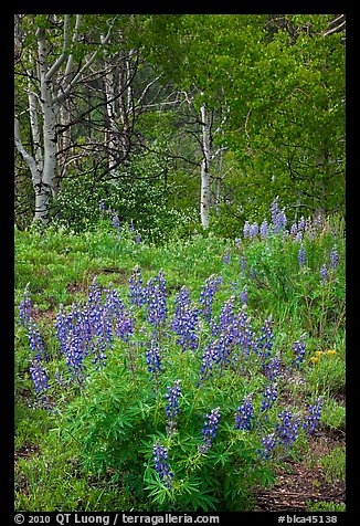 Lupine and aspens in the spring. Black Canyon of the Gunnison National Park, Colorado, USA.
