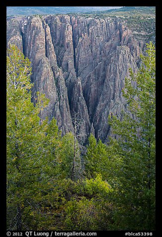 Trees and dikes across canyon. Black Canyon of the Gunnison National Park (color)