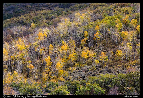 Aspen on hills in autumn, East Portal. Black Canyon of the Gunnison National Park (color)