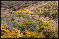 Hills with trees in autumn color. Black Canyon of the Gunnison National Park ( color)