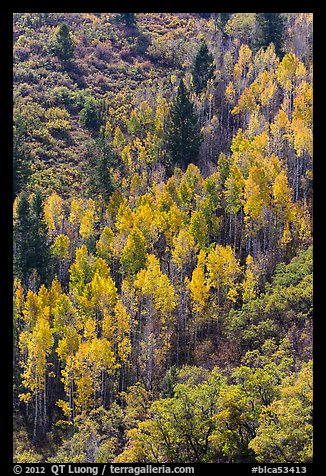 Yellow aspen on steep slope. Black Canyon of the Gunnison National Park, Colorado, USA.