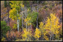 Trees in fall foliage, East Portal. Black Canyon of the Gunnison National Park, Colorado, USA. (color)