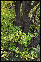 Trunk and leaves in autumn, East Portal. Black Canyon of the Gunnison National Park, Colorado, USA. (color)