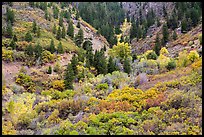 Shrubs in fall foliage and Douglas fir. Black Canyon of the Gunnison National Park, Colorado, USA.