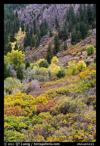 Slopes with Douglas fir and shrubs. Black Canyon of the Gunnison National Park, Colorado, USA.