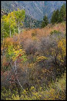 Shrubs and trees in autumn color. Black Canyon of the Gunnison National Park, Colorado, USA. (color)