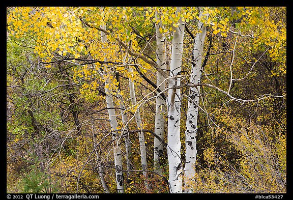 Aspen in autumn. Black Canyon of the Gunnison National Park, Colorado, USA.